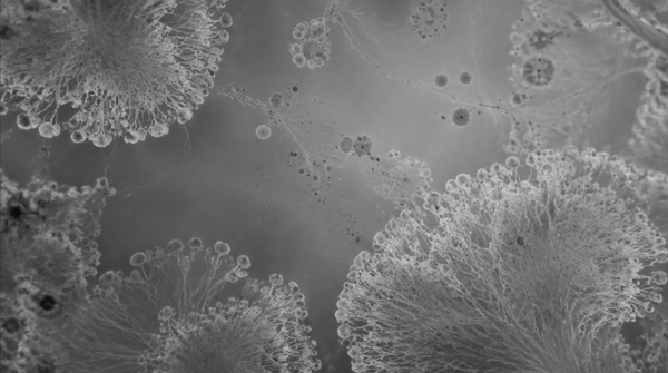 Microbiome: The Tiny Ecosystem Living on Your Skin